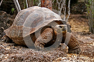 A turtle in the forest