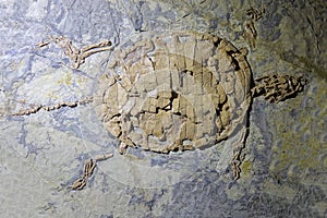 Turtle fossil