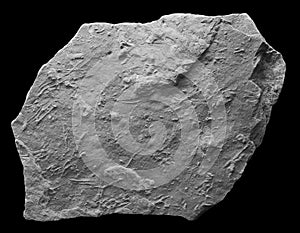 Turtle fossil footprints