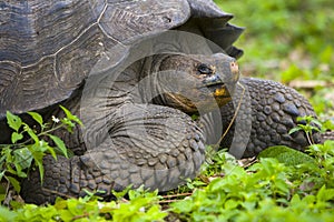 Turtle from Galapagos Island