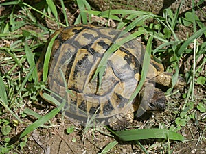 Turtle in a garden