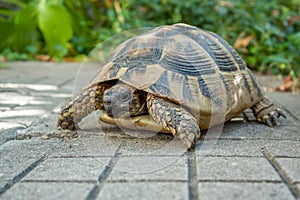 Turtle in the garden