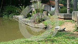 Turtle garden with small pond