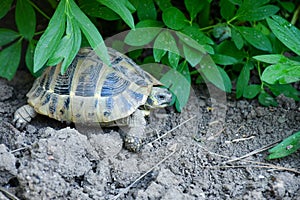 Turtle in a garden