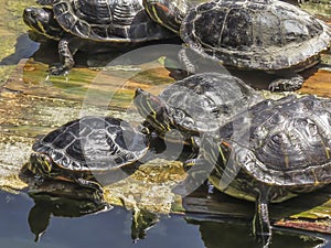 Turtle gathering at El Dorado East Regional Park.