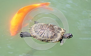 Turtle and golden carp swim in the water