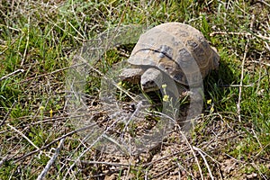 Turtle in the grass