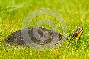 Turtle in grass