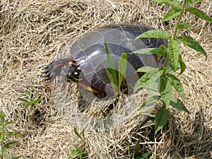 Turtle in grass