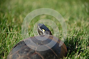 Turtle in grass