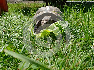 Turtle Grass Salad Animal SchildkrÃÂ¶te Essen Eating photo