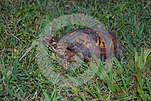 Turtle In Grass