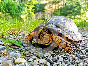 Turtle on gravel mountian road photo