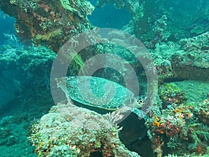 Turtle grazing on marine life growing on the liberty wreck in tulamben, bali