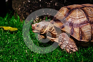 Turtle on the green meadow