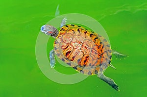 Turtle in green pond