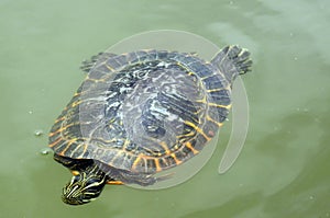 Turtle in green water