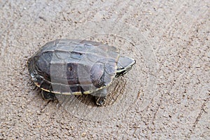 Turtle on the ground
