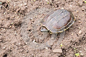 Turtle on the ground