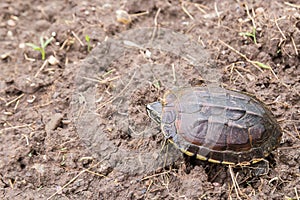 Turtle on the ground