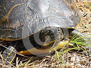 Turtle on ground