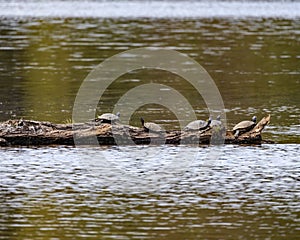 Turtle group drying in the sun