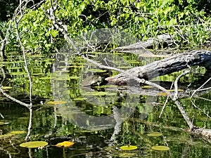 Turtle on a half log