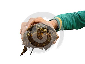 Turtle in a hand