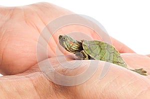 Turtle in a hand