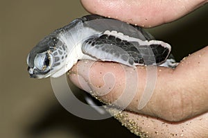 Turtle in hand.