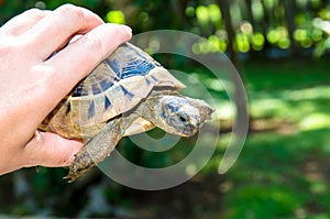 Turtle in hand