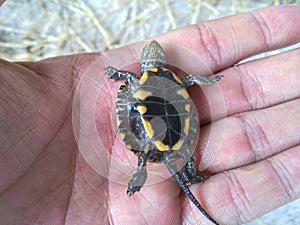A turtle on hand, Iran, Gilan, Rasht photo