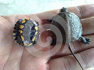A turtle on hand, Iran, Gilan, Rasht photo