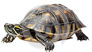 Turtle - hand made clipping path included