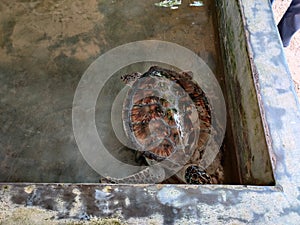 Turtle Hatchery Bentota, Sri Lanka