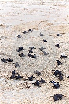 Turtle Hatchlings