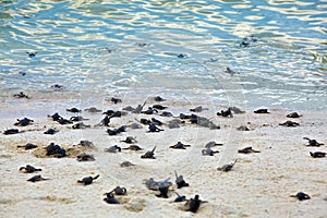 Turtle Hatchlings photo