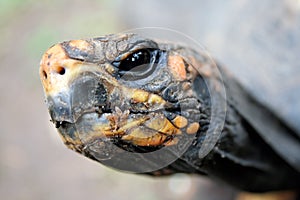 Turtle head close-up