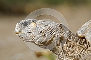 Turtle head photo