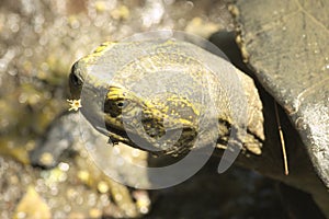 Turtle head closeup