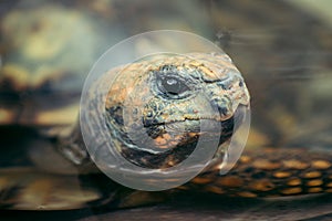 Turtle head closeup in the water