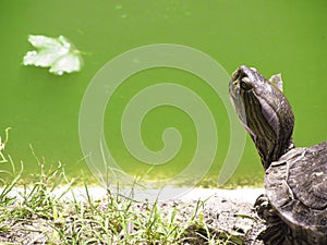 Turtle head looking at a green pond