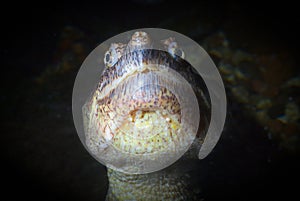 Turtle head water reptile giant monster eye
