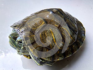 the turtle hides behind its shell photo