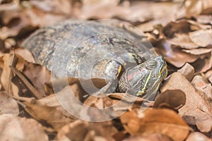 Turtle hiding