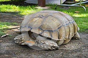 Turtle hiding in shell