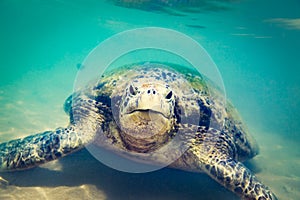 Turtle at Hikkaduwa beach