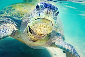 Turtle at Hikkaduwa beach photo