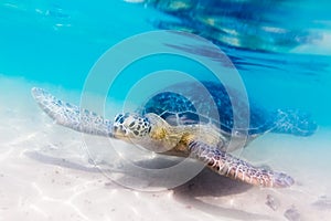 Turtle at Hikkaduwa beach photo