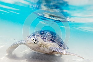 Turtle at Hikkaduwa beach photo